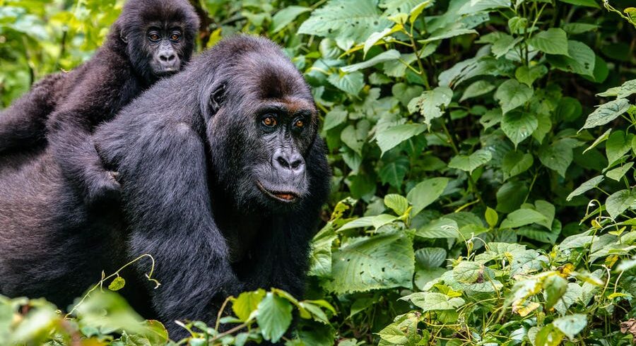 Uganda gorilla trekking